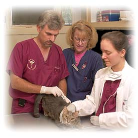 Garden State Veterinary Specialists A Multi Discipline Referral